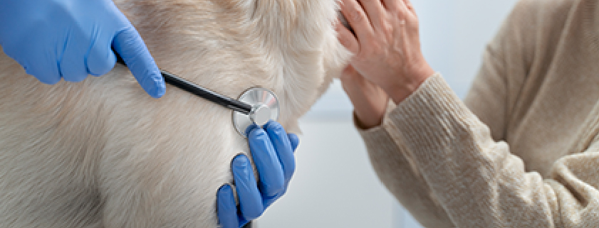 Servicio de Veterinaria